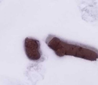 Koirankakka_lumessa_Hundbajs_i_snon Koirankakka_lumessa_Hundbajs_i_snon