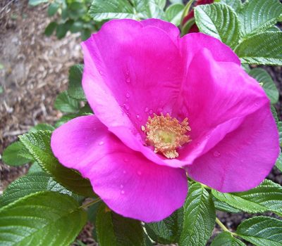 PIXNIO-vresros PIXNIO-vresros