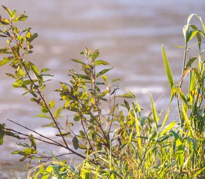 Vuosikertomuksen-kansikuva_Parmbild-pa-arsberattelsen Vuosikertomuksen-kansikuva_Parmbild-pa-arsberattelsen