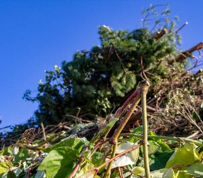 Puutarhajate_Tradgardsavfall (1) Puutarhajate_Tradgardsavfall (1)