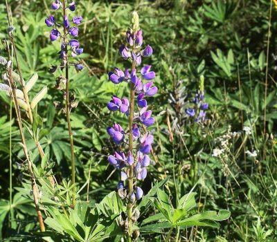 Lupiini_Lupin Lupiini_Lupin