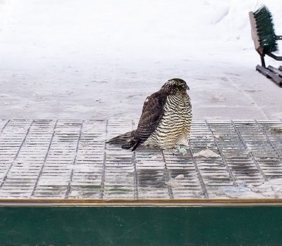 Kanahaukka-Duvhök-Banner Kanahaukka-Duvhök-Banner