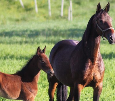 Maatalousmuovien-keraaminen-keskitetaan-Insamlingen-av-jordbruksplast-koncentreras-Banner Maatalousmuovien-keraaminen-keskitetaan-Insamlingen-av-jordbruksplast-koncentreras-Banner
