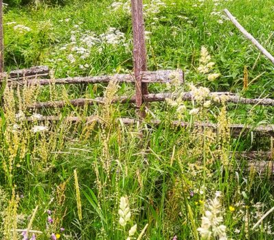 Juhannuspelto_Midsommaräng_Banner Juhannuspelto_Midsommaräng_Banner