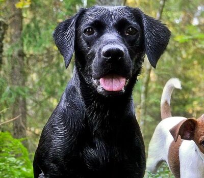 Koirat-metsassa-Hundar-i-skogen-Banner Koirat-metsassa-Hundar-i-skogen-Banner