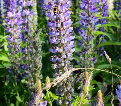 Lupiini-Lupiner-Banner Lupiini-Lupiner-Banner