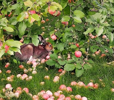 Janis-vieraili-jatekeskuksella-En-hare-besokte-avfallsanlaggningen-Banner Janis-vieraili-jatekeskuksella-En-hare-besokte-avfallsanlaggningen-Banner