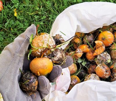 Muumio-omenia-Rutten-frukt-Banner Muumio-omenia-Rutten-frukt-Banner