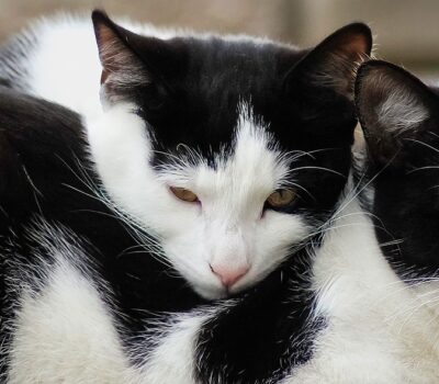 Djurens-vecka-2021-Banner Djurens-vecka-2021-Banner