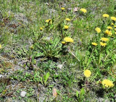 helatorstai-suljettu-kristihimmelsfärd-stängt-banner helatorstai-suljettu-kristihimmelsfärd-stängt-banner