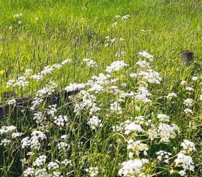 juhannus-midsommar-banner juhannus-midsommar-banner