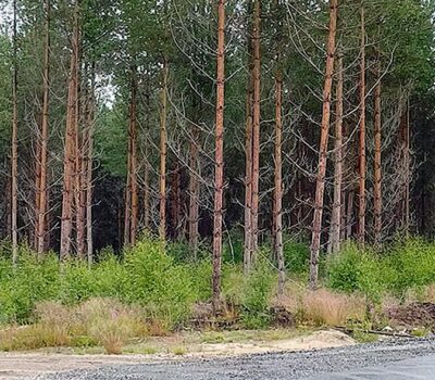 Uuden Trullevintien mokkiastiat-Villakarlen vid nya Trullovagen-Banner Uuden Trullevintien mokkiastiat-Villakarlen vid nya Trullovagen-Banner