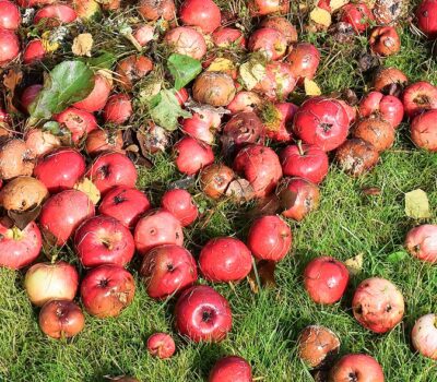 fallfrukt-ylijäämähedelmät-banner fallfrukt-ylijäämähedelmät-banner