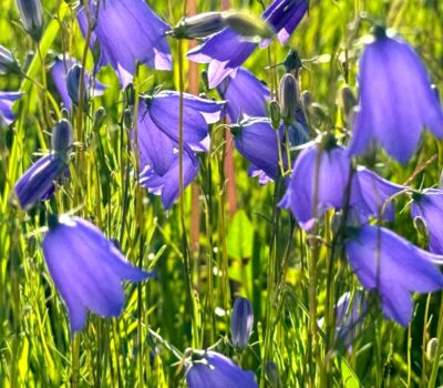 Midsommarstängt_5566-169 Midsommarstängt_5566-169